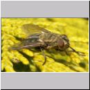 Pollenia sp - Fleischfliege w04.jpg